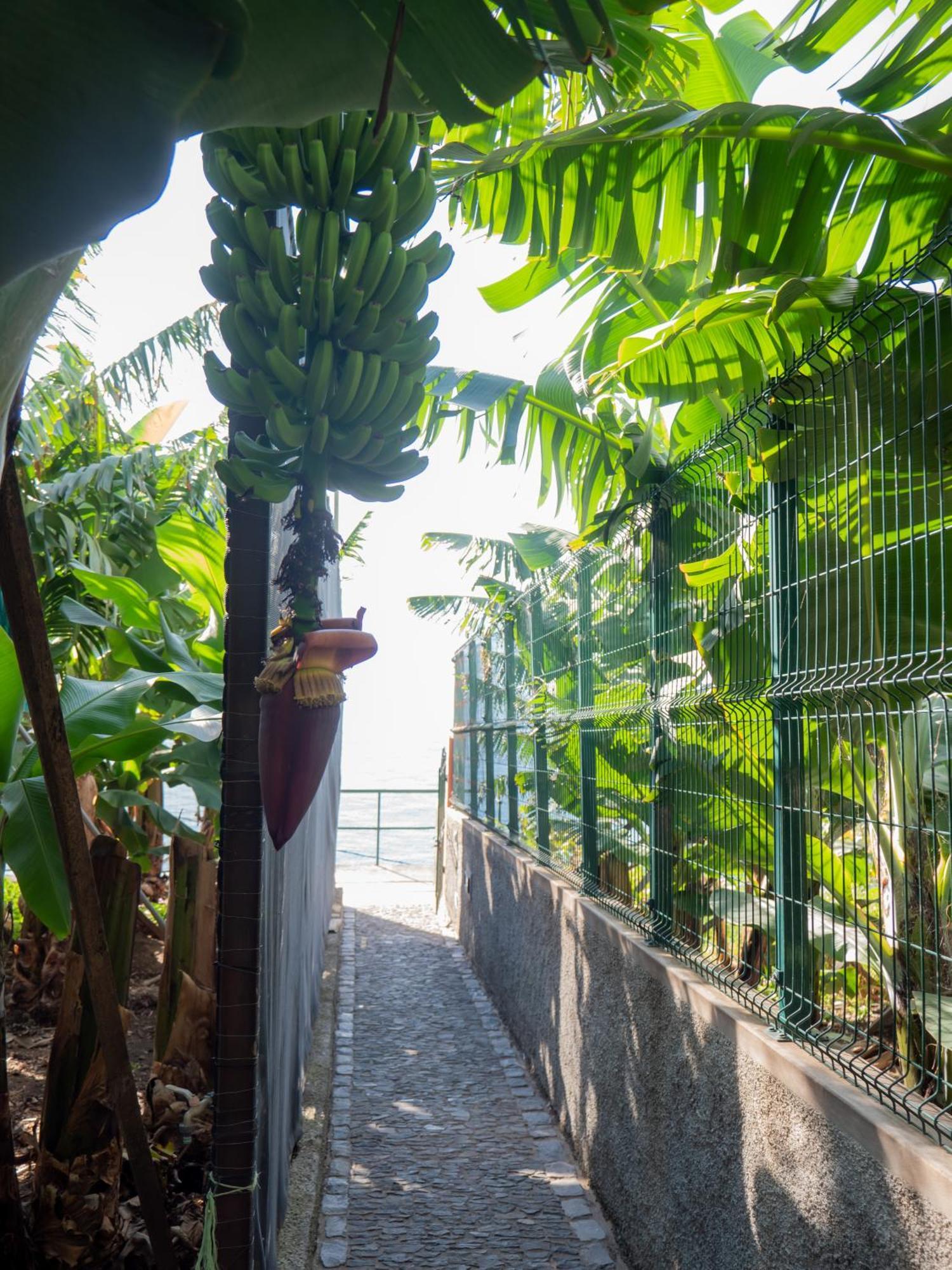 Willa Casa Dos Anjos Ponta do Sol  Zewnętrze zdjęcie